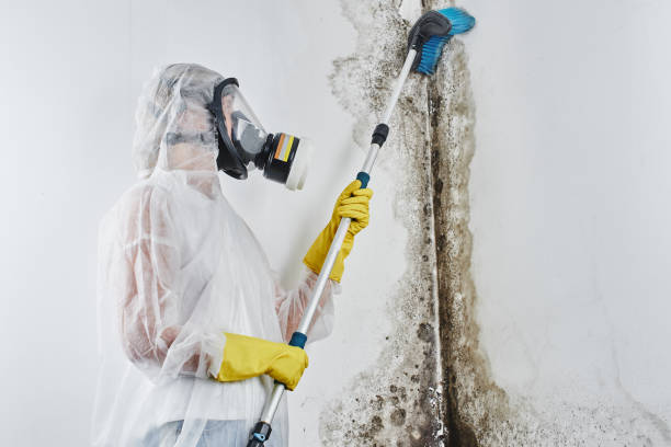 Best Mold Remediation Services  in Deshler, OH